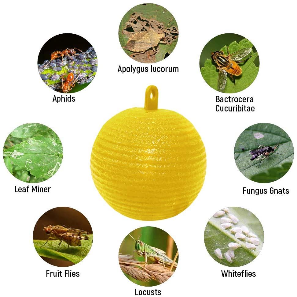 insects