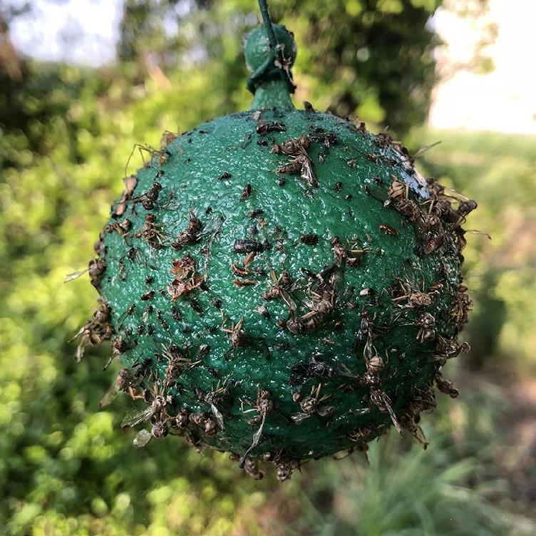 Mosquito Glue Ball Trap