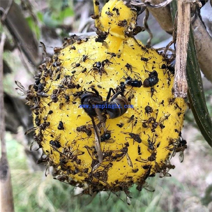 gnat fly ball