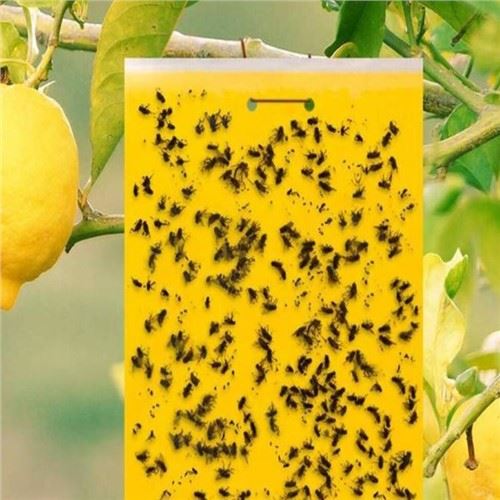 مصيدة غراء البعوض والذباب